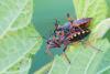 Rhynocoris divers